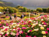 madeira blumenfest 2025